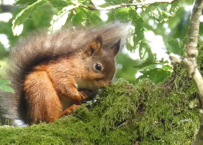 Mountain Lodge, View, National Park